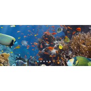 Aquabella Aquarium Inovations